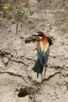 Bienenfresser (Merops apiaster)